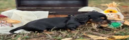 Miniature Dachshund dogs for sale: Black & Tan long hair - Ad 6