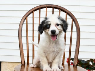 Mini Bernedoodle dogs - Ad 7