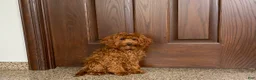 Cockapoo dogs for sale: Curtis - Ad 2