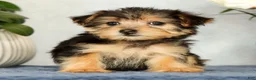 Yorkiepoo dogs for sale: Molly - Ad 6