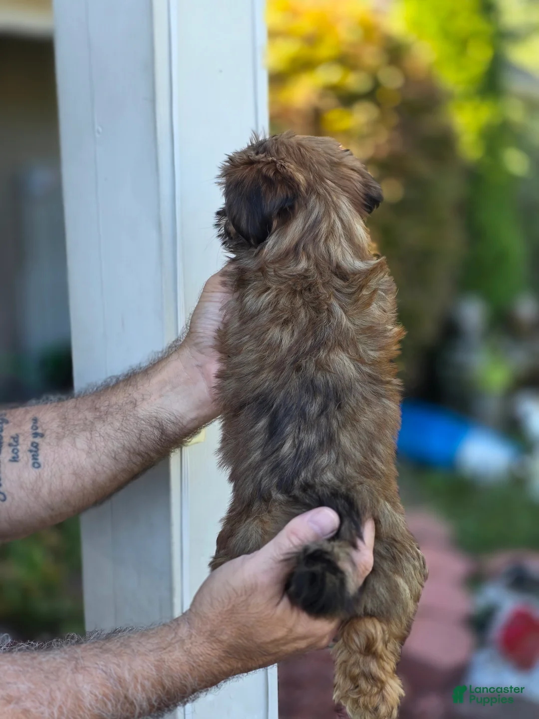 Shorkie dogs for sale: Samantha - Ad 5