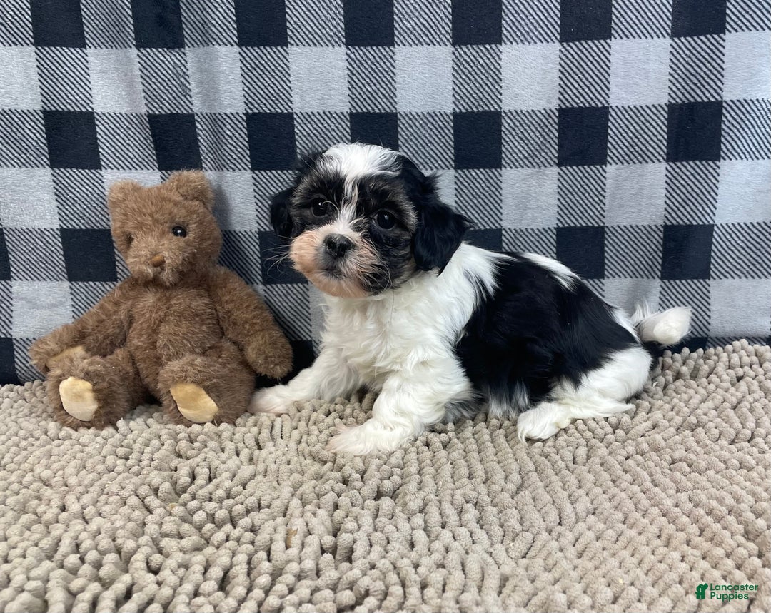 Teddy Bear dogs for sale: Jade - Ad 2