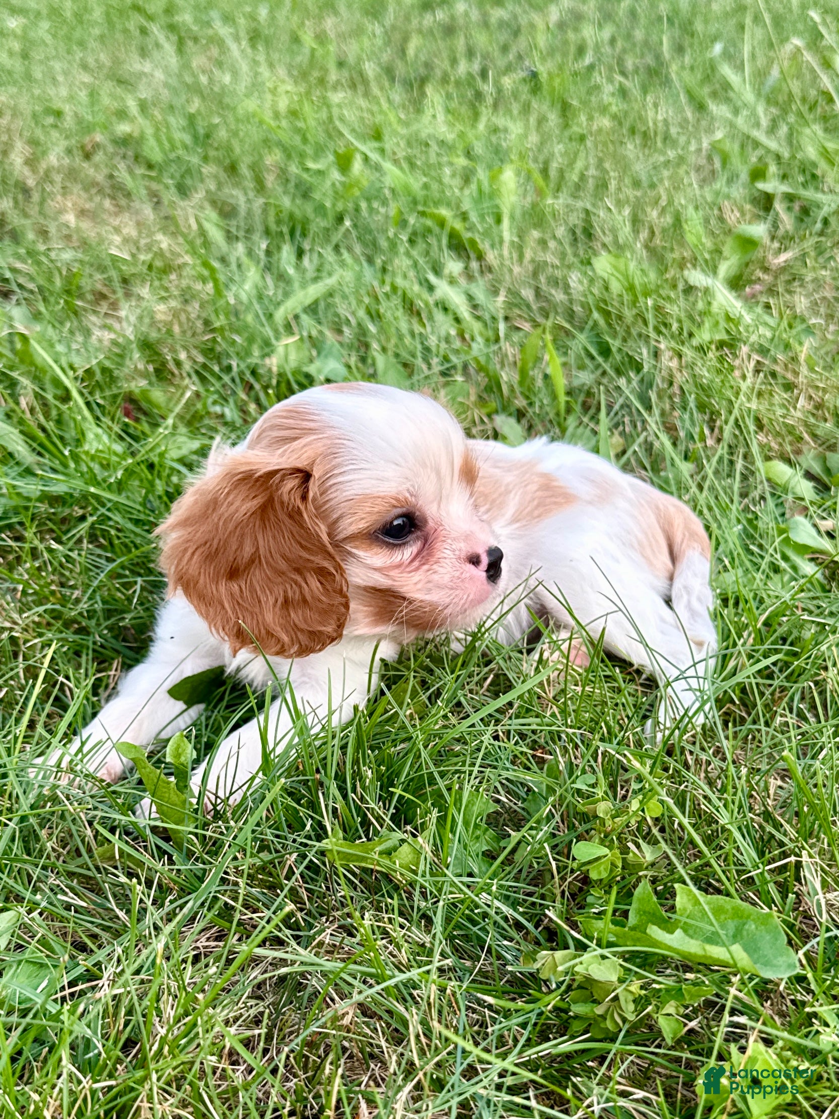 Cavalier King Charles Spaniel dogs Ivy - Ad 2