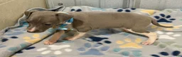 Italian Greyhound dogs for sale: Dovie - Ad 5