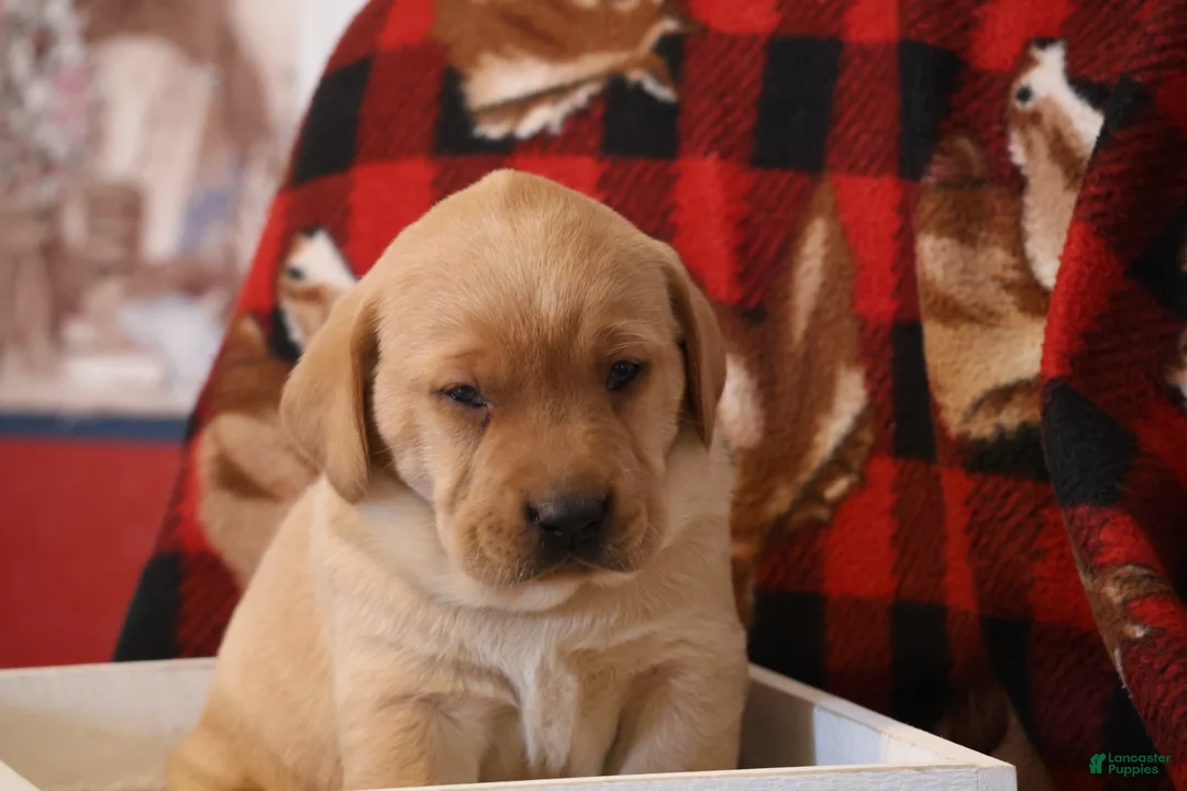 Labrador Retriever dogs for sale: Lainey  - Ad 2