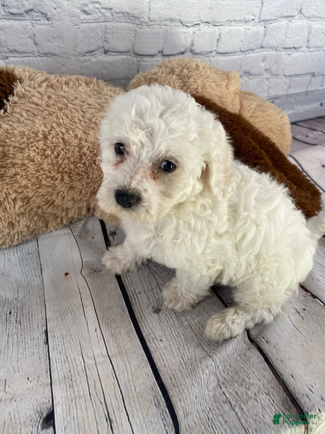Bichon Frise dogs for sale: Annie - Ad 5