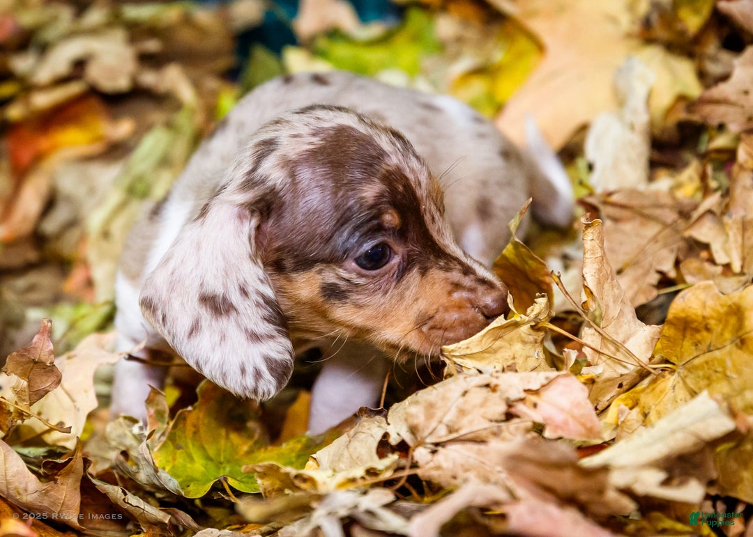 Miniature Dachshund dogs for sale: Ralph - Ad 11