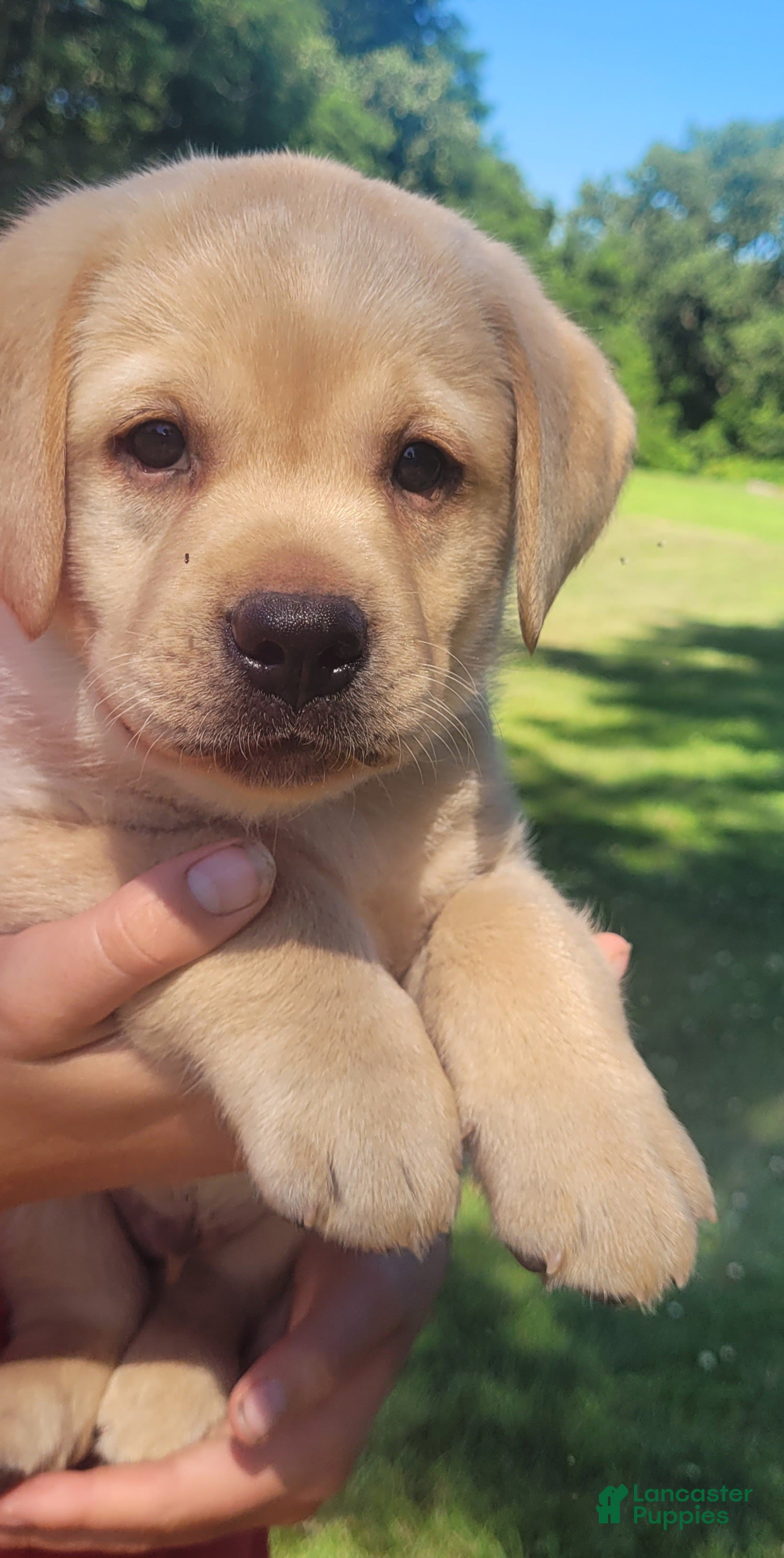 Labrador Retriever dogs Legend  - Ad 2