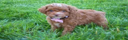 Miniature Poodle dogs for sale: Dahlia 🐶 - Ad 11