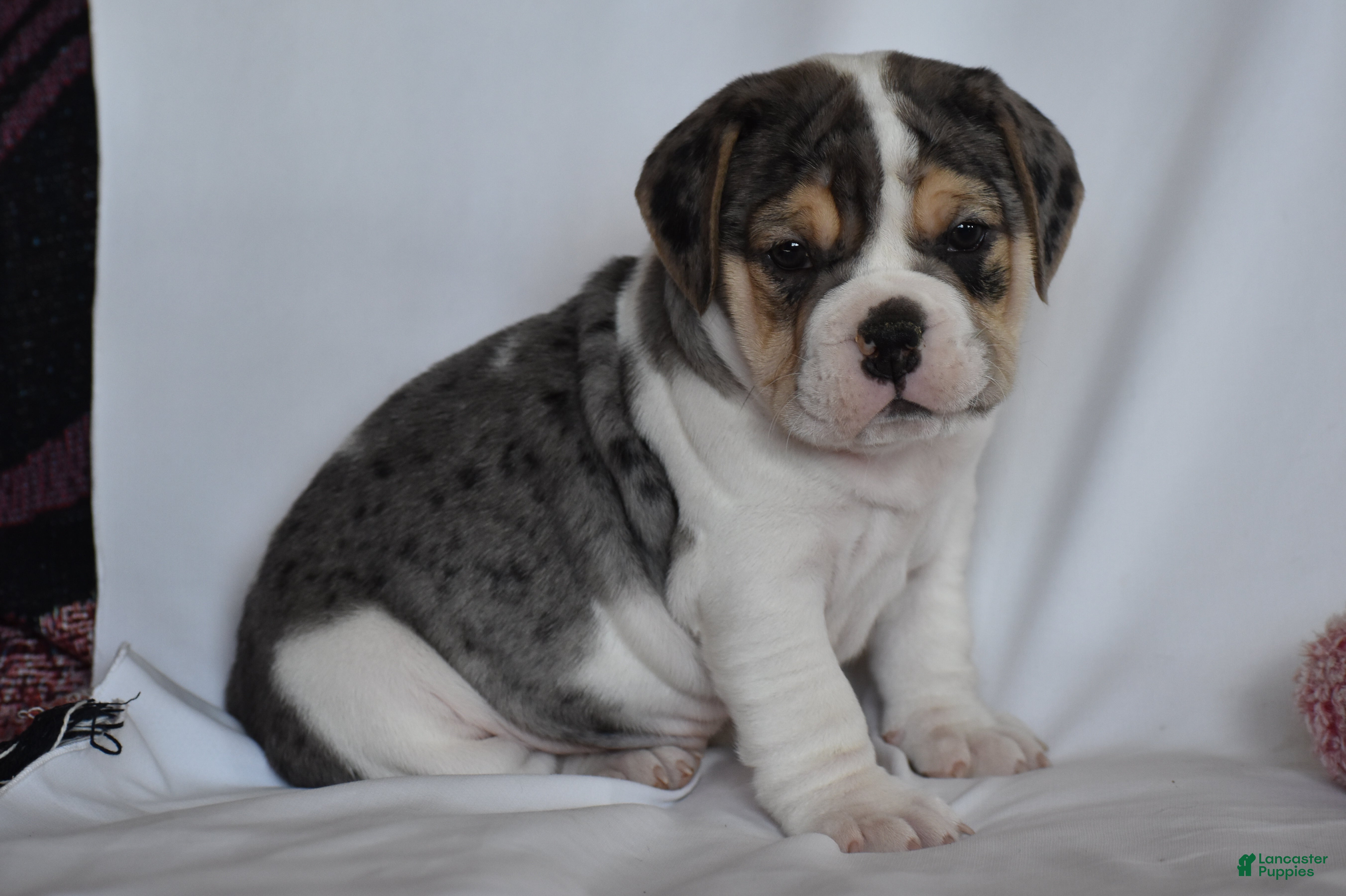 Beabull dogs Iris - Ad 1