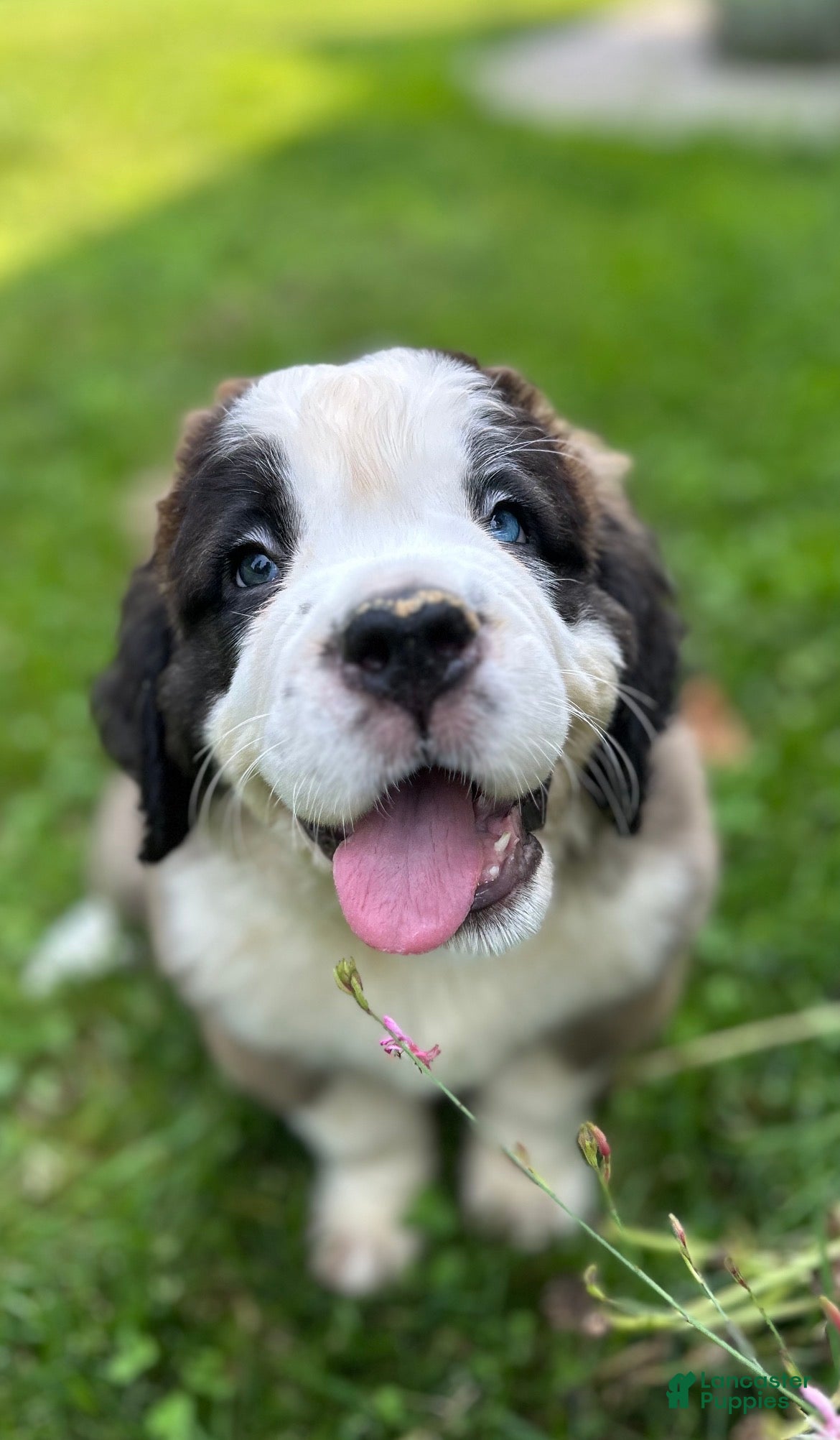 Saint Bernard dogs Gwen - Ad 9