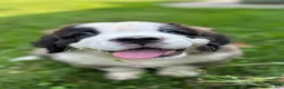 Saint Bernard dogs for sale: Gwen - Ad 1