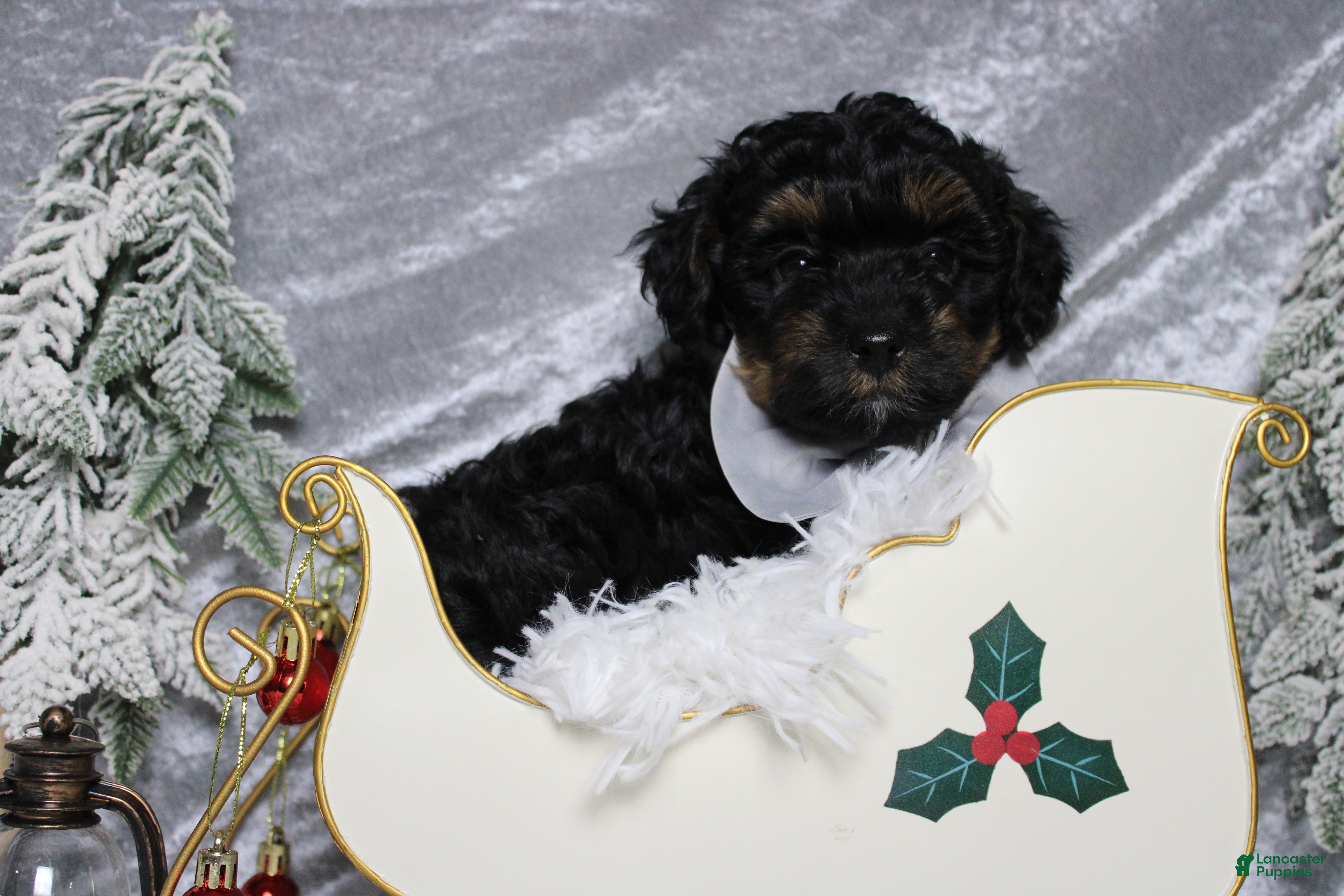 Yorkiepoo dogs Harvest  - Ad 33