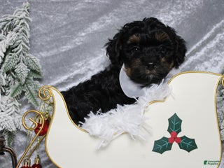 Yorkiepoo dogs Harvest - Ad 19