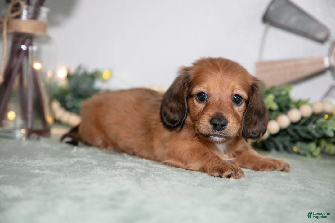 Miniature Dachshund dogs for sale: Hayes - Ad 1