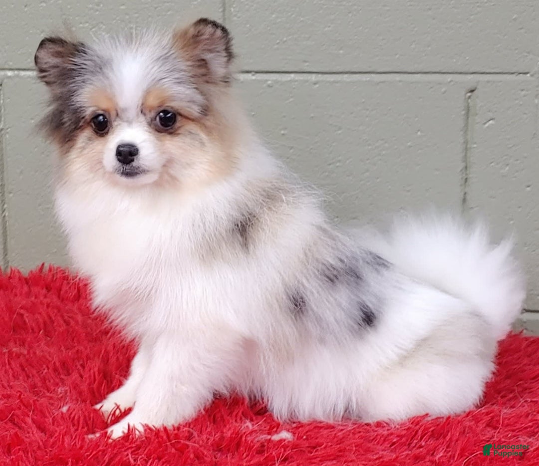 Pomeranian puppies for sale in Atascadero Lancaster Puppies