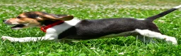 Beagle dogs for sale: Vance - Ad 6