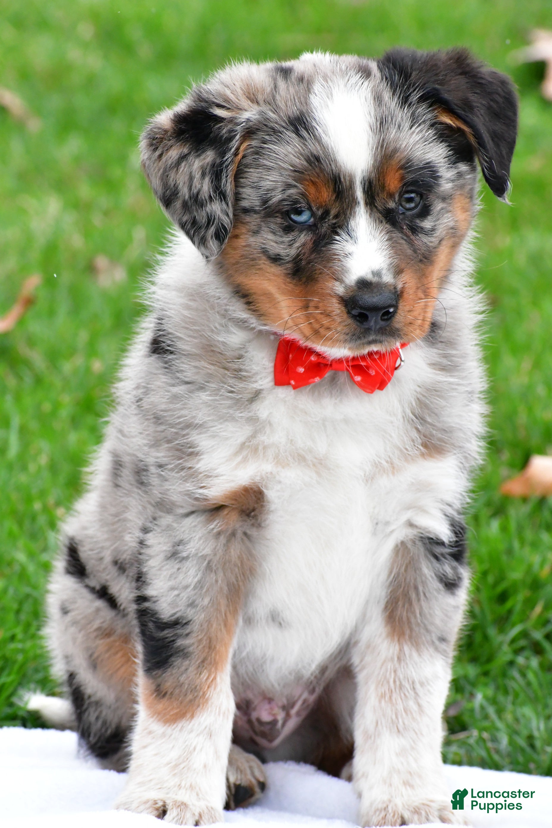 Mixed Breed dogs Hector - Ad 2