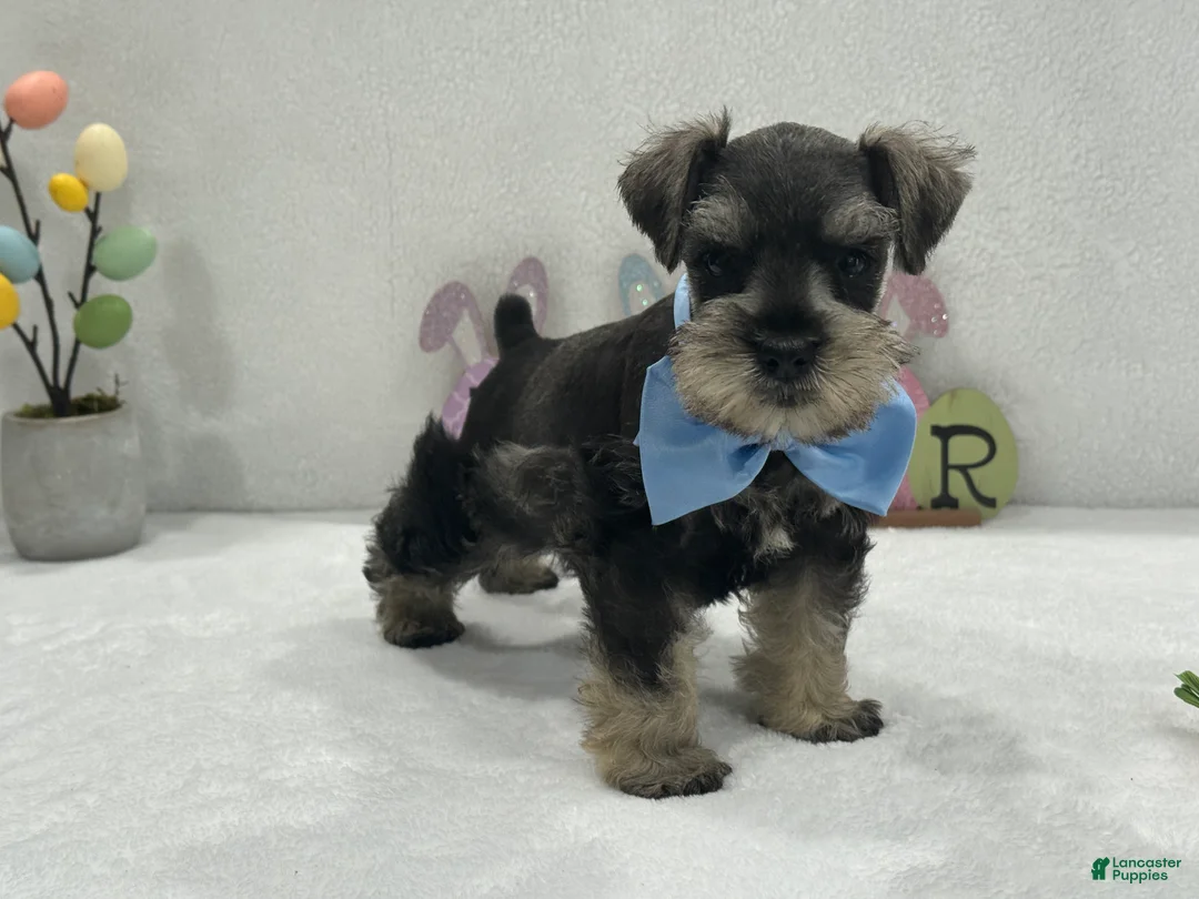 Miniature Schnauzer dogs for sale: Gypsy Male 1 - Ad 1