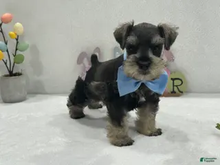 Miniature Schnauzer dogs Gypsy Male 1 - Ad 36