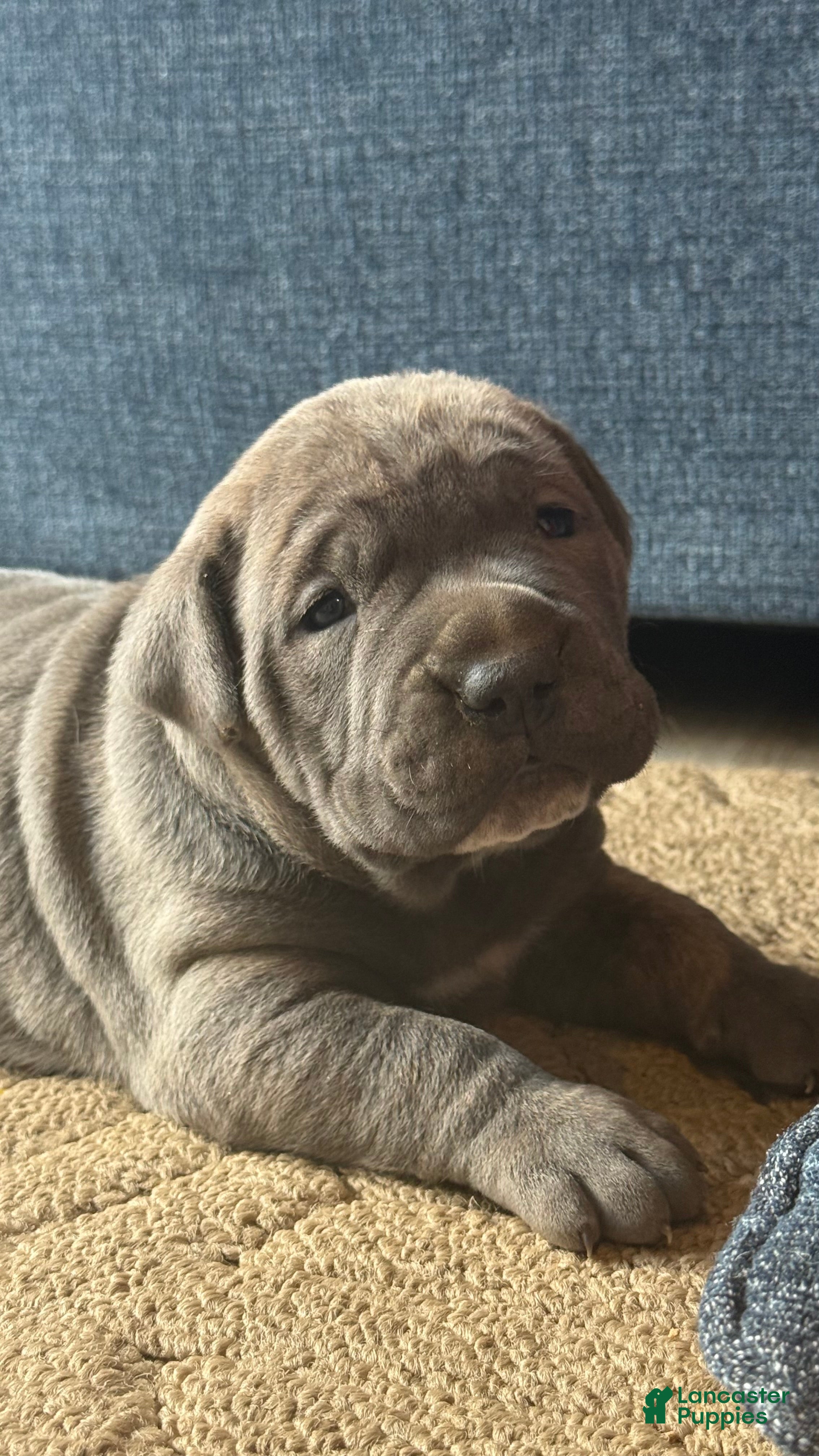 Cane Corso dogs Thanos - Ad 35