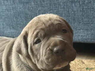 Cane Corso dogs Thanos - Ad 37
