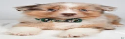 Miniature Australian Shepherd dogs for sale: Flynn - Ad 7
