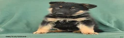 German Shepherd dogs for sale: Grant  - Ad 3