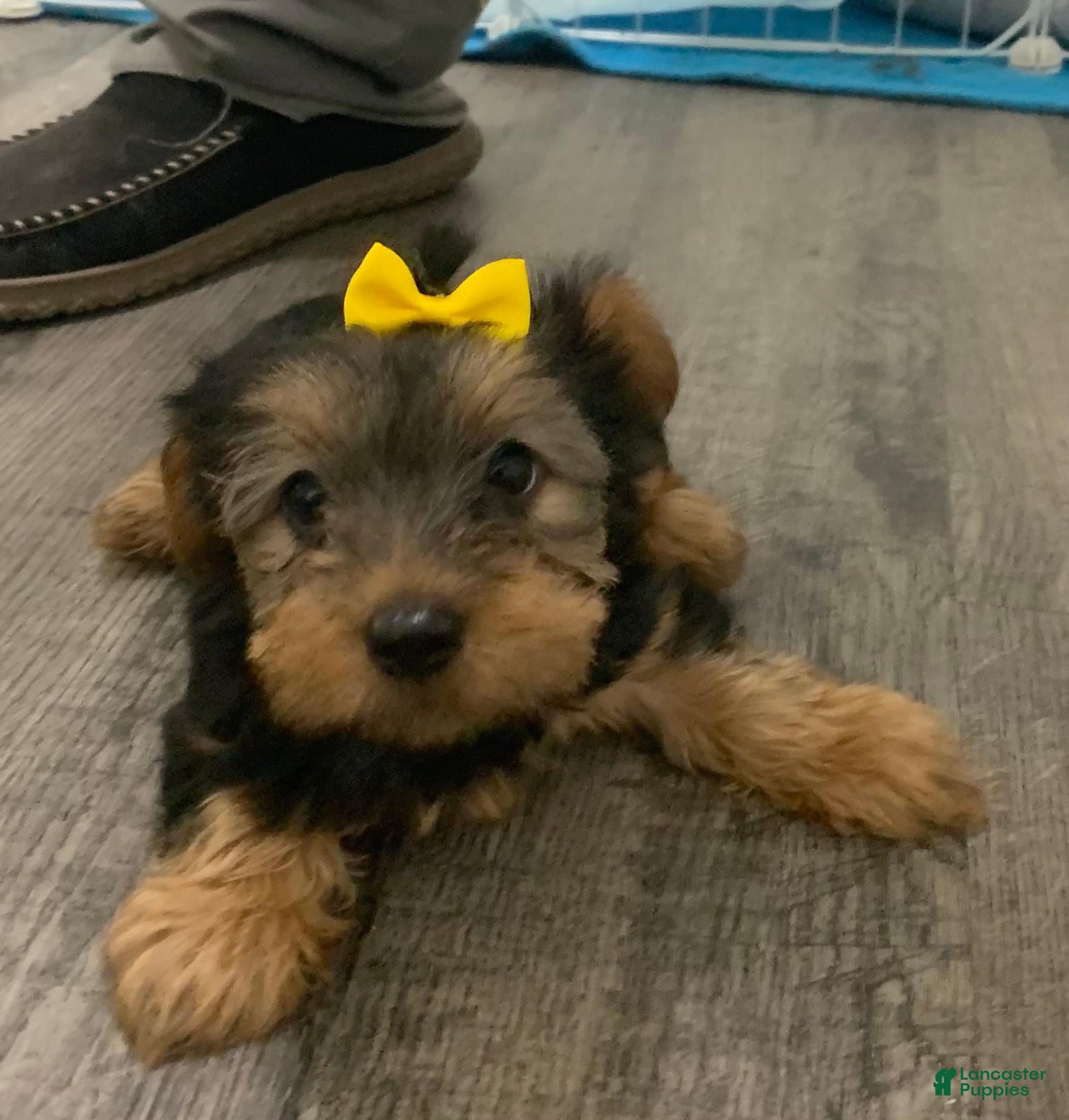 Yorkshire Terrier dogs Yorkshire Terrier Puppy 3 - Ad 12