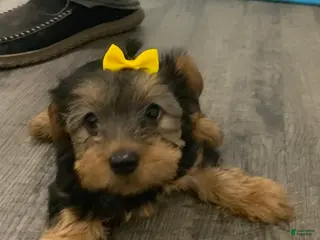 Yorkshire Terrier dogs Yorkshire Terrier Puppy 3 - Ad 12