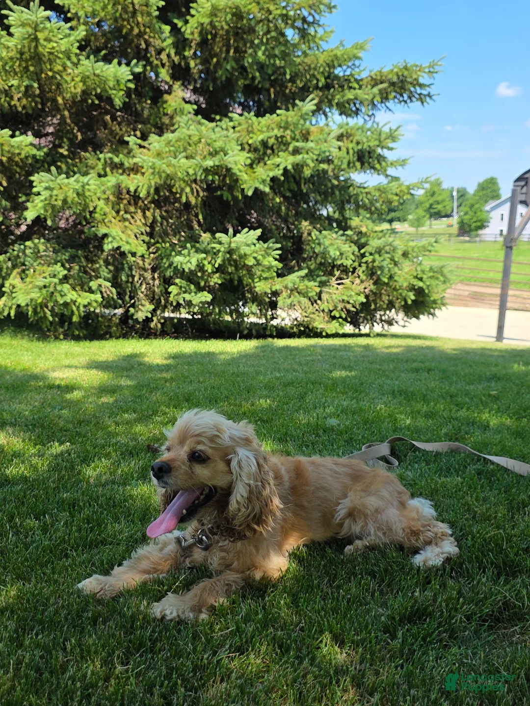 Cocker Spaniel dogs for sale: Baxter - Ad 9
