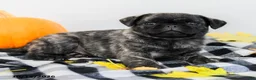 Pug dogs for sale: Pierce - Ad 4