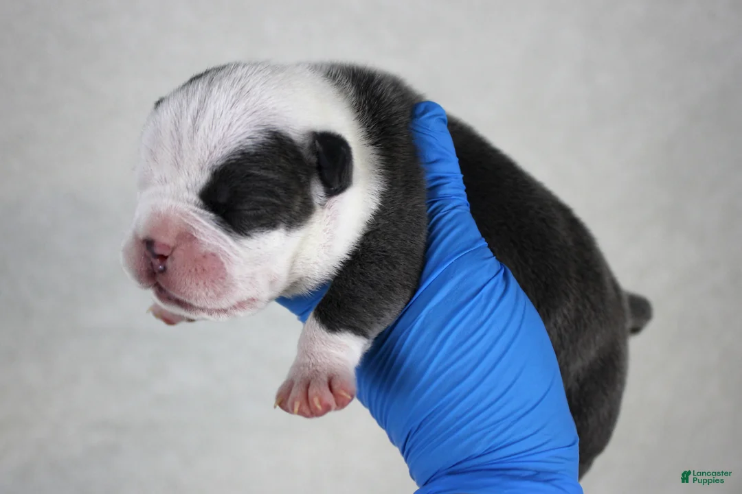 American Bully dogs for sale: White/Blue Male - Ad 8