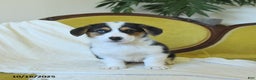 Welsh Corgi Pembroke dogs for sale: Natalie - Ad 10