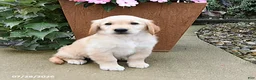 Golden Retriever dogs for sale: Ruby - Ad 4