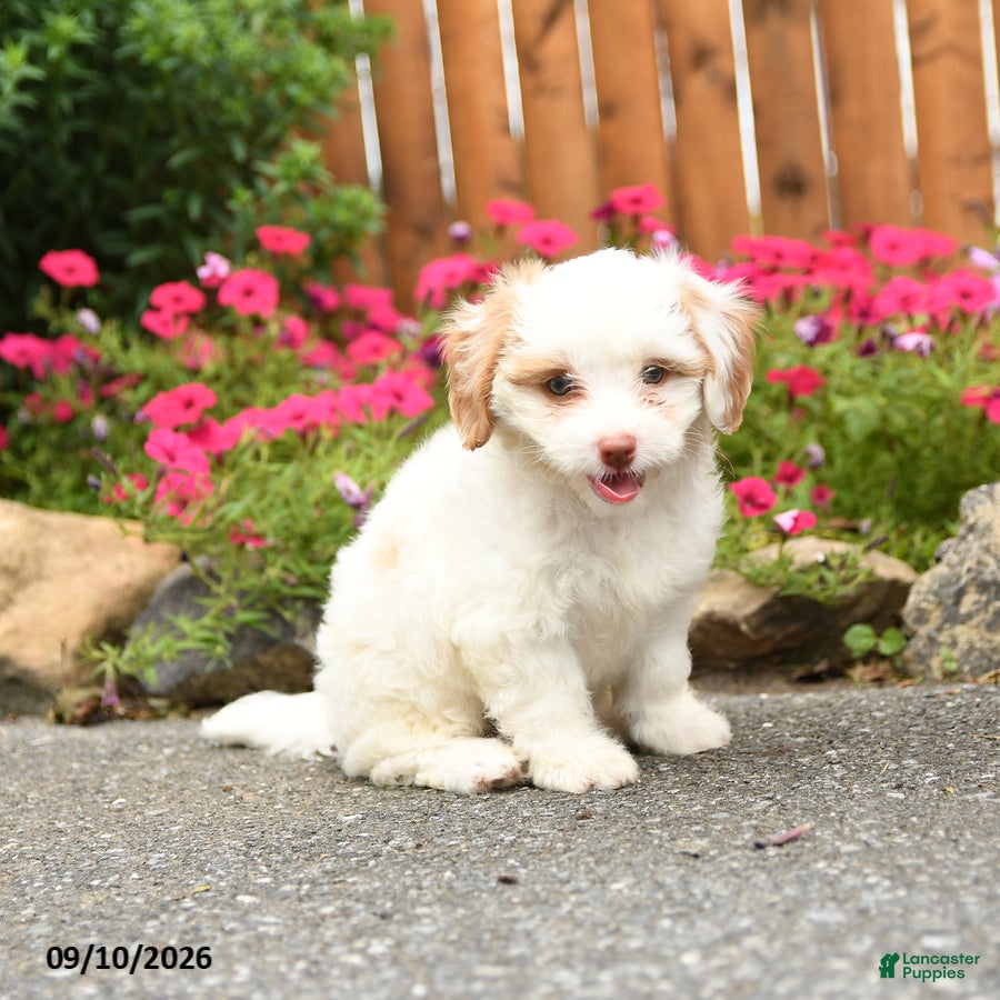 Mixed Breed dogs Atlanta - Ad 1