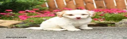 Mixed Breed dogs for sale: Atlanta - Ad 1