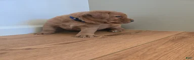Milo
