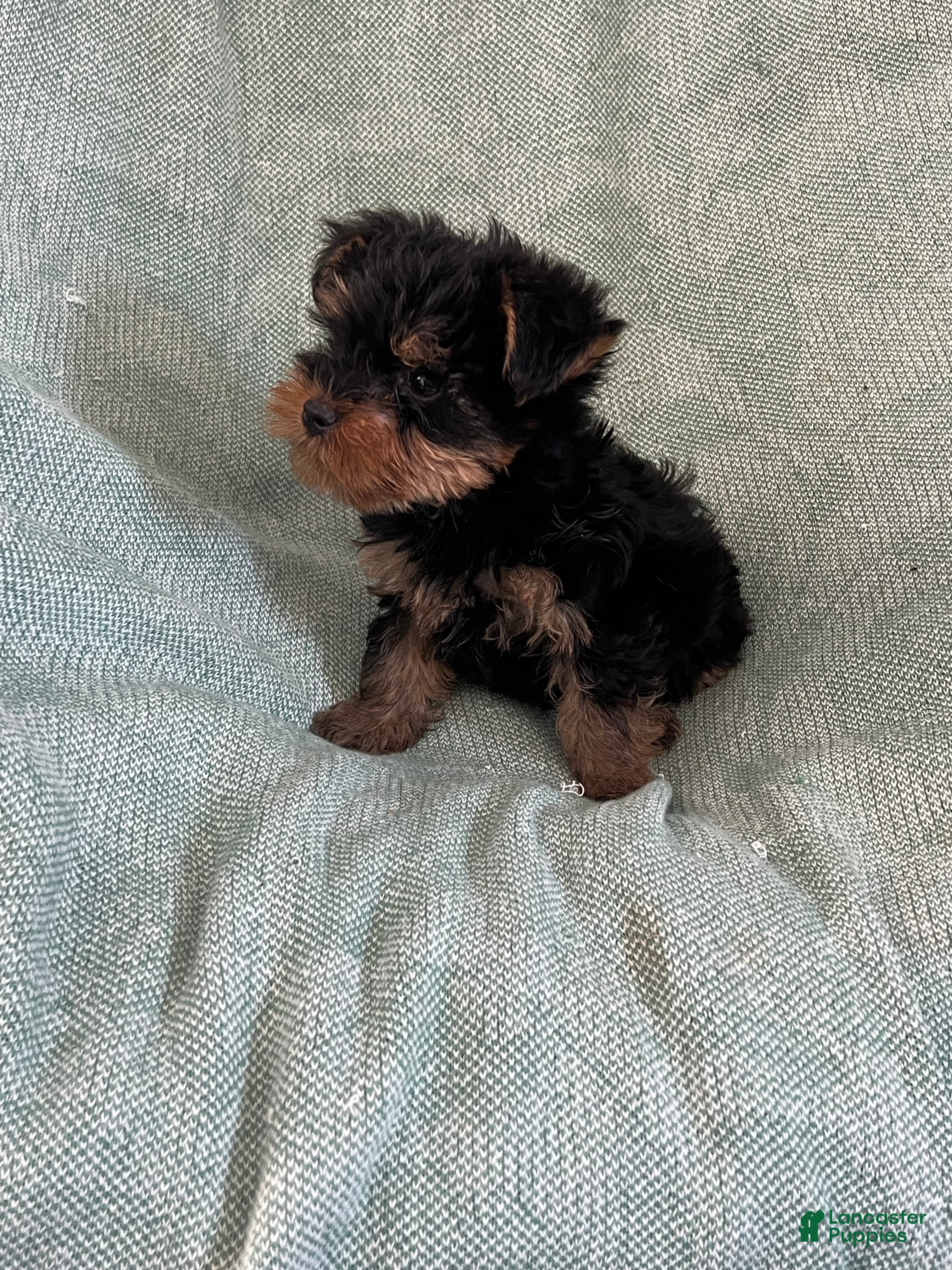 Yorkshire Terrier dogs Yorkshire Stevie Boy - Ad 2