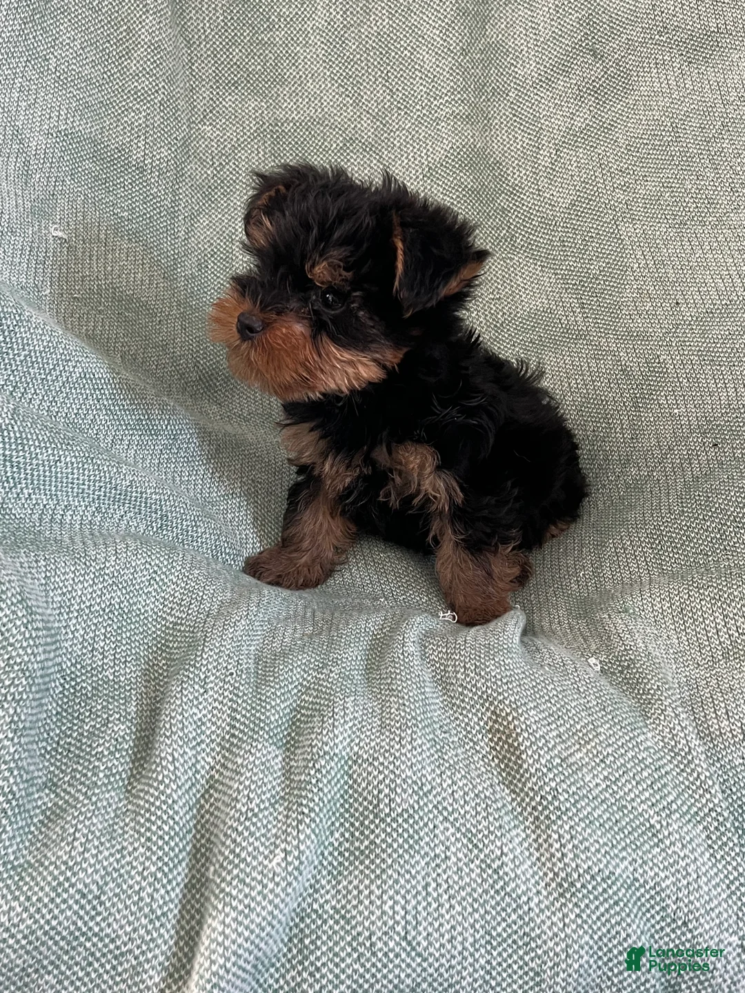 Yorkshire Terrier dogs for sale: Yorkshire Stevie Boy - Ad 2