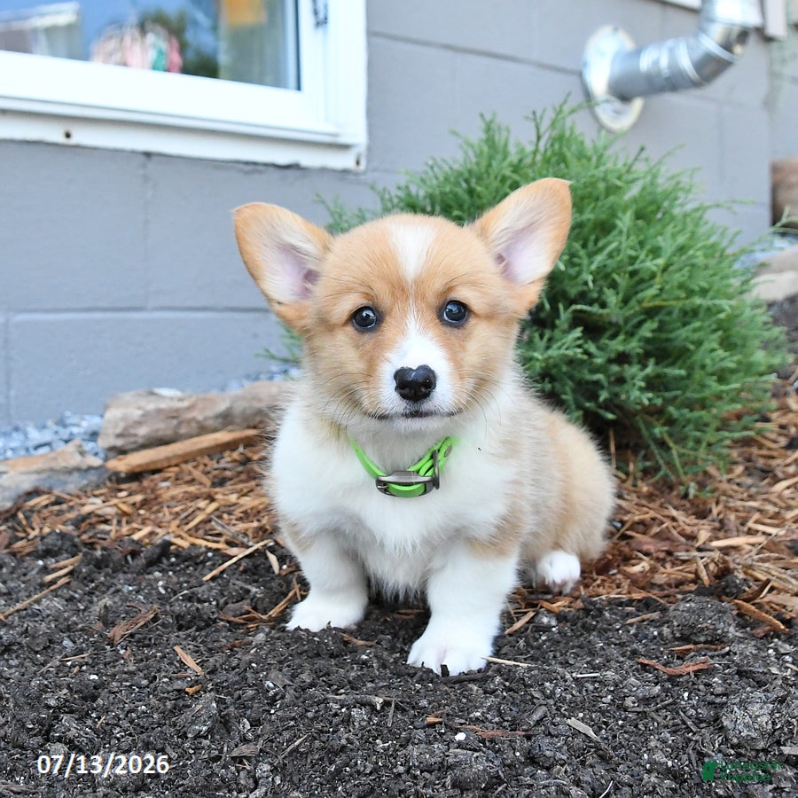 Welsh Corgi Pembroke dogs Pretzle - Ad 1