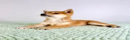 Shiba Inu dogs for sale: AKC Mei - Ad 4