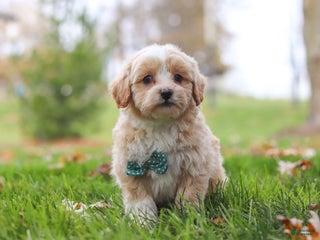 Havapoo dogs - Ad 26