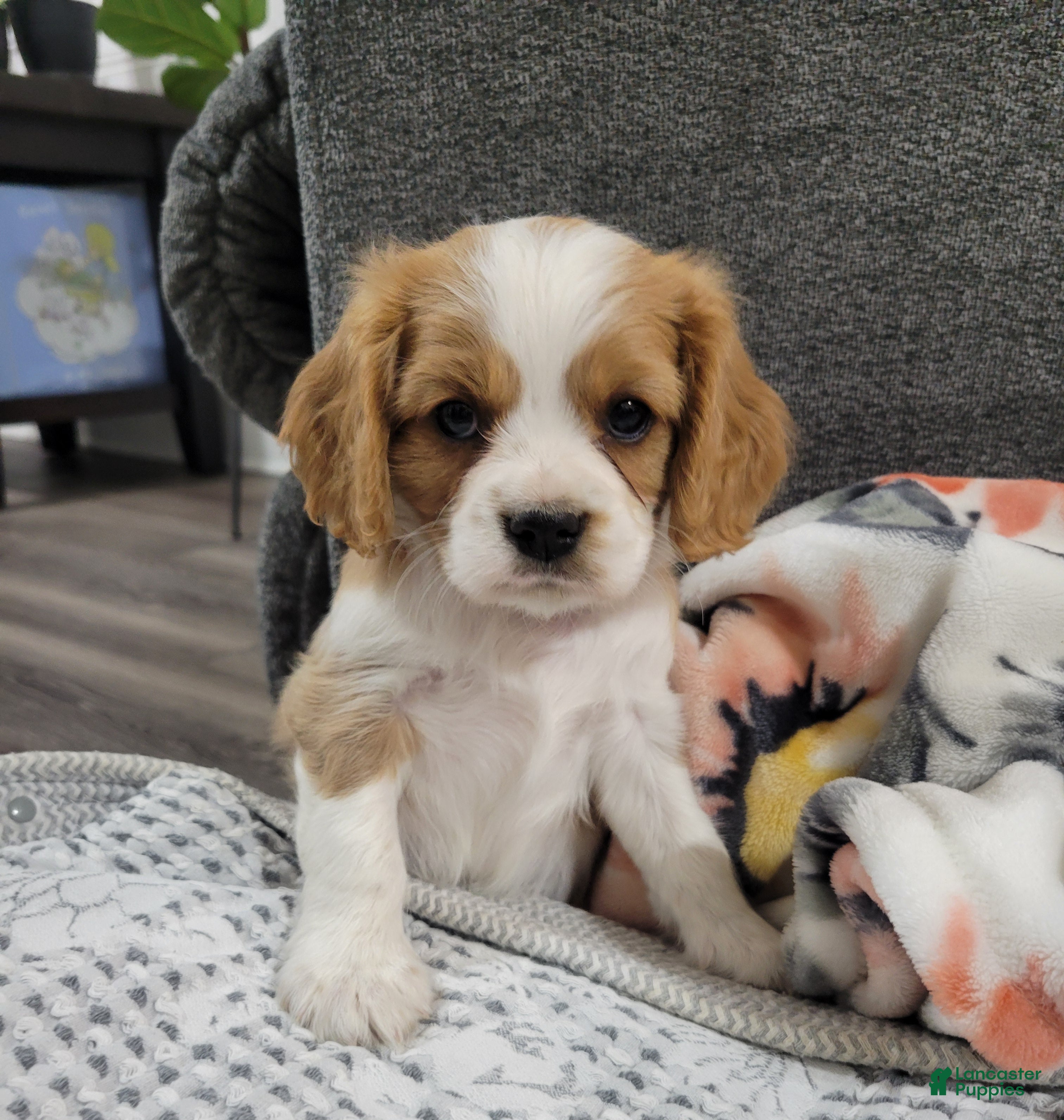 Cavalier King Charles Spaniel dogs Mason - Ad 1