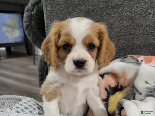 Cavalier King Charles Spaniel dogs Mason - Ad 28
