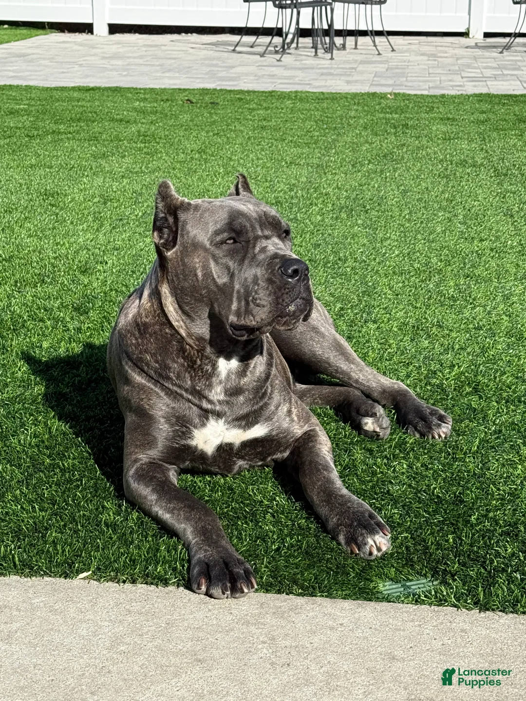 Cane Corso dogs for sale: Athena - Ad 5