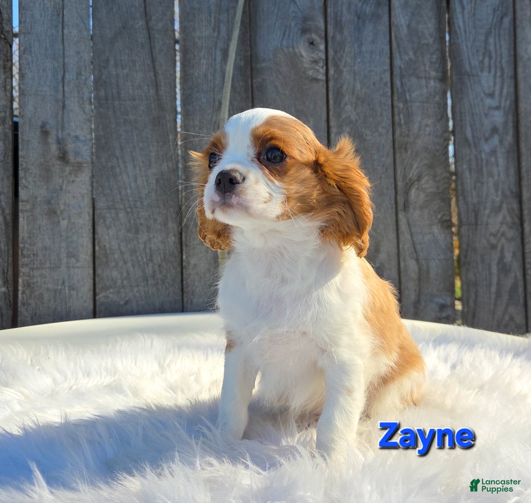 Cavalier King Charles Spaniel dogs for sale: Zayne - Ad 6