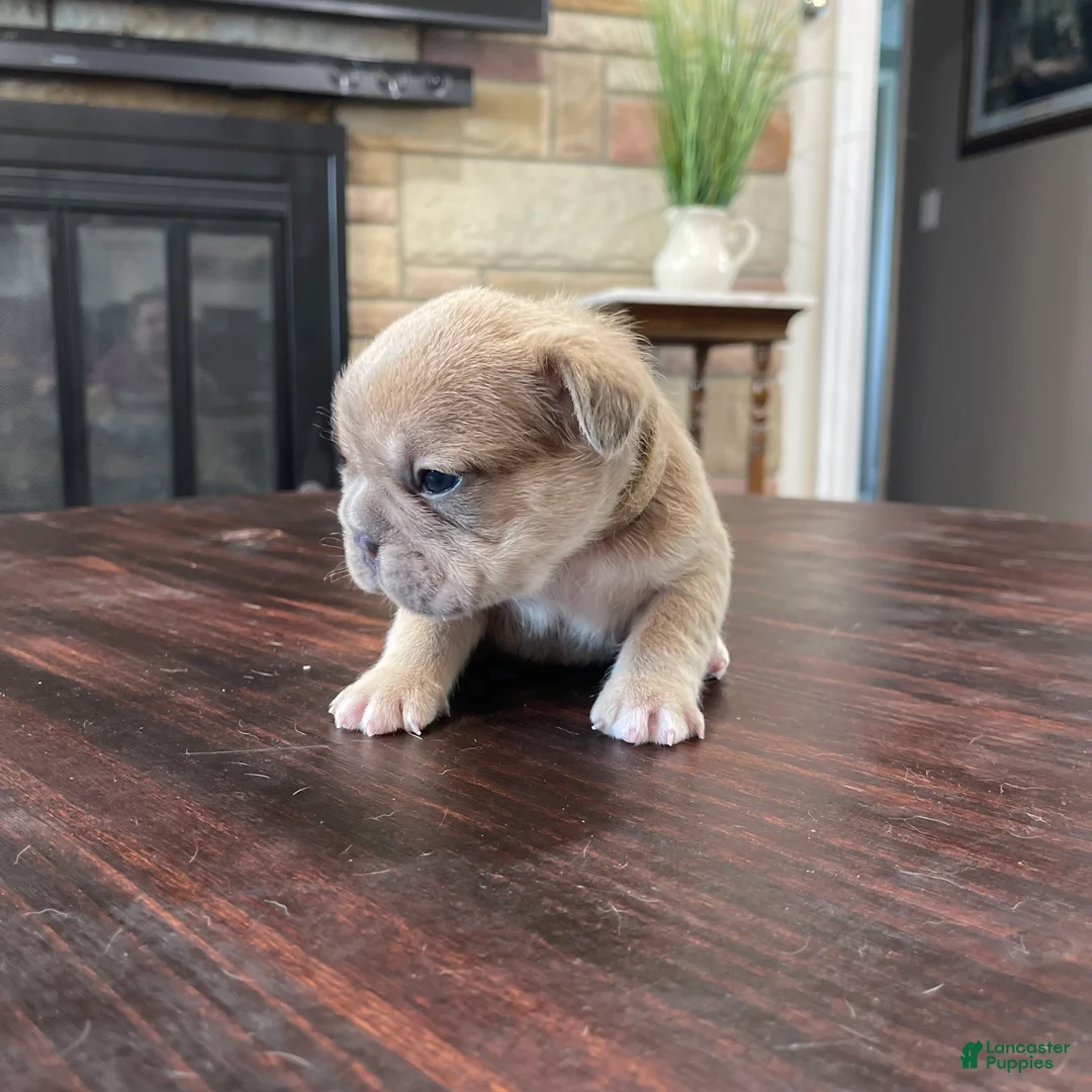 French Bulldog dogs for sale: Peter  - Ad 2