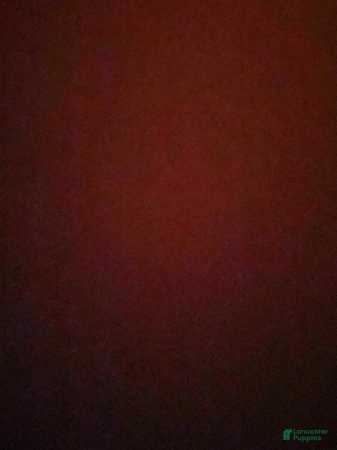 Mini Goldendoodle dogs for sale: Mini Goldendoodle Puppy 2 - Ad 5