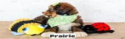 Bernedoodle dogs for sale: Prairie - Ad 2